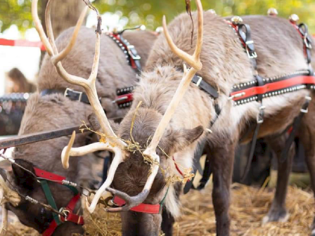 Two reindeer with antlers are eating hay. They're wearing harnesses decorated with red and black straps, standing on straw.