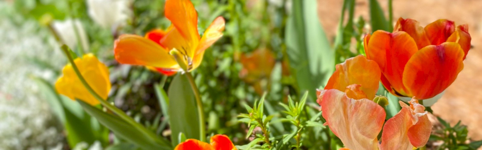 Colorful tulips bloom in a sunny garden bed with pink, orange, and red petals, surrounded by green leaves and soft white filler plants.