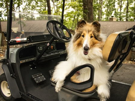 A collie dog is sitting in a golf cart, with a cheerful expression, surrounded by trees in an outdoor setting.