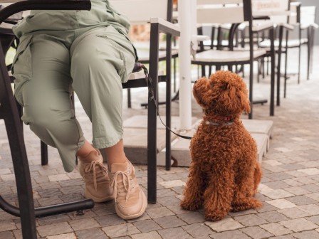 A person sits at an outdoor table with a brown, curly-haired dog on a leash, both appearing to be waiting patiently.