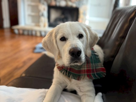 A cute Labrador puppy with a plaid scarf resting on a black couch in a cozy living room.