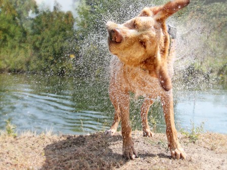 A dog shakes off water near a body of water with greenery in the background on a sunny day.