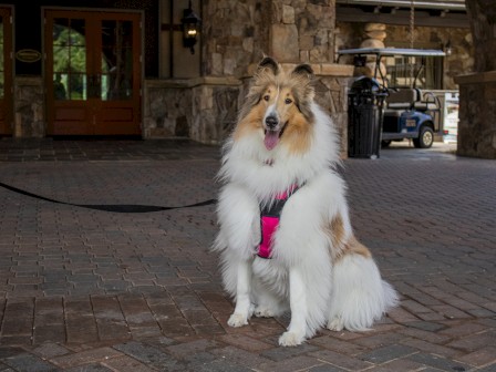 A happy Shetland Sheepdog wearing a pink harness sitting on a brick pavement in front of a stone building.