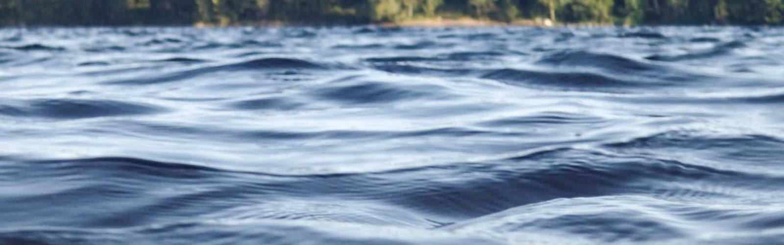 A view of a calm water surface with gentle ripples, framed by a dense forest of tall trees in the background under a clear sky.