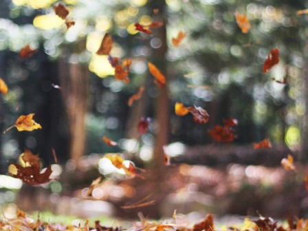 Leaves are falling in the forest during autumn, creating a colorful scene with blurred trees in the background.