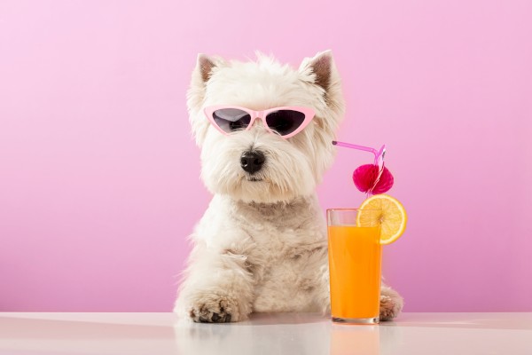 A stylish dog wearing pink sunglasses poses with a tropical drink garnished with a lemon slice and cherry on a pink background.