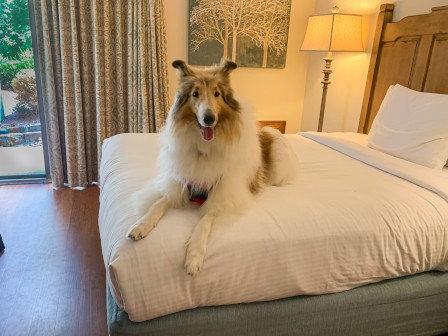A dog is lying on a neatly made bed in a well-lit room with a lamp, artwork, and curtains in the background.