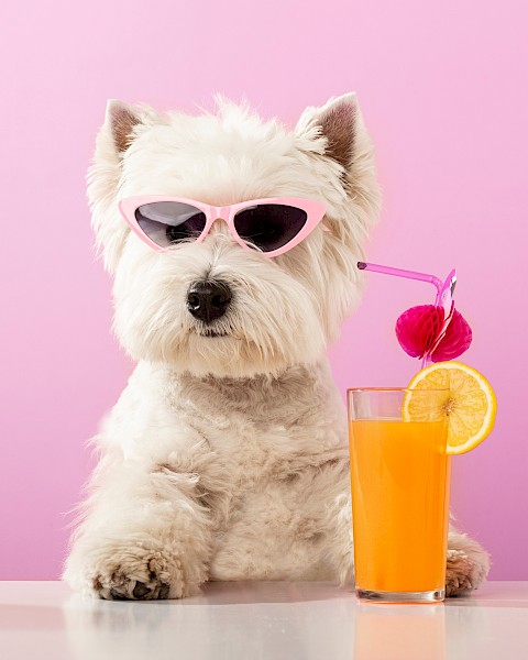 A dog wearing sunglasses sits behind a glass of orange juice with a lemon slice and cherry, against a pink background.