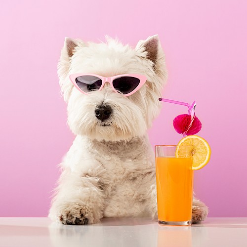 A dog wearing sunglasses sits behind a glass of orange juice with a lemon slice and cherry, against a pink background.