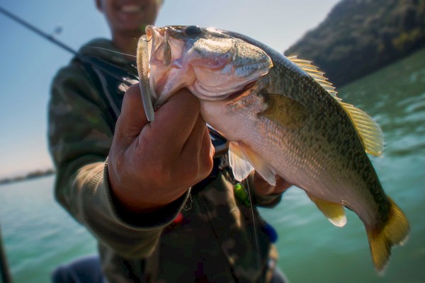 A person is holding a fish near the camera; the background shows a body of water and hills under clear skies, suggesting a fishing scene.